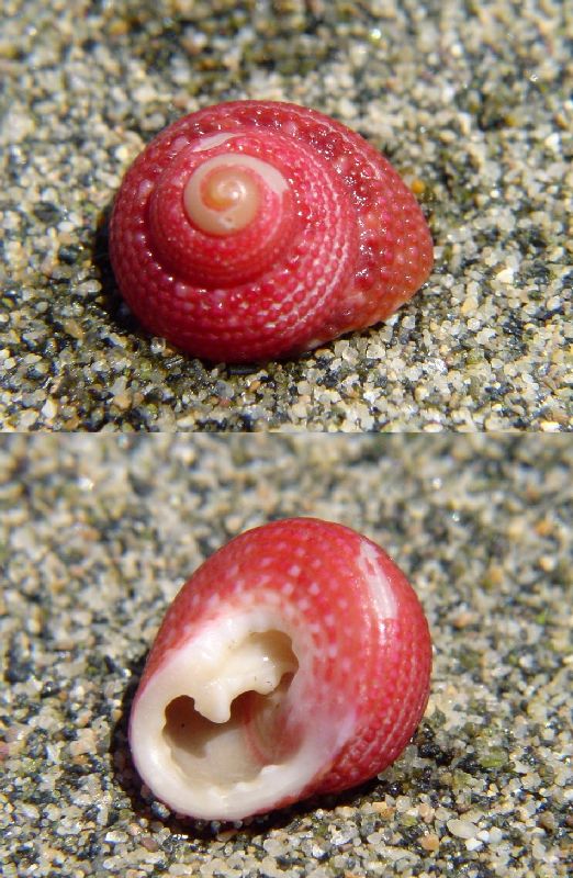 Alla scoperta delle post-larve dei molluschi Trochidae nei nostri mari